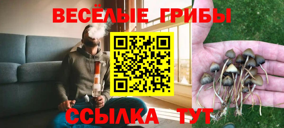 Галлюциногенные грибы Psilocybe Волоколамск
